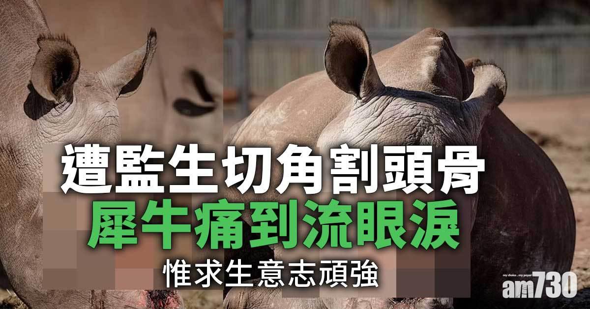冷血偷獵｜遭監生切角割頭骨  犀牛痛到流眼淚