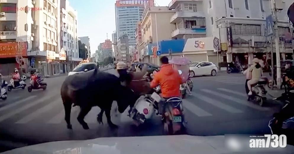 水牛廣西玉林市區狂奔釀7傷 被警方擊斃