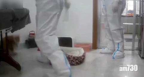 新冠肺炎｜狗主被隔離 江西防疫人員上門打死哥基狗