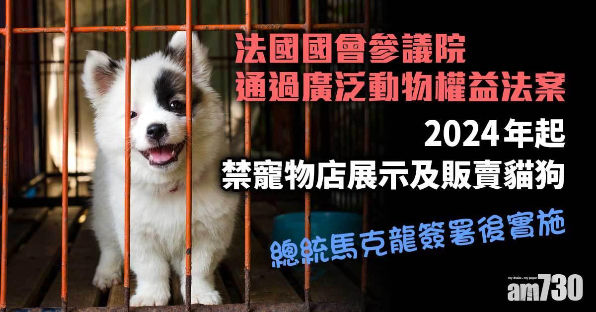 動物權益｜法國擬2024年起禁寵物店展示及販賣貓狗