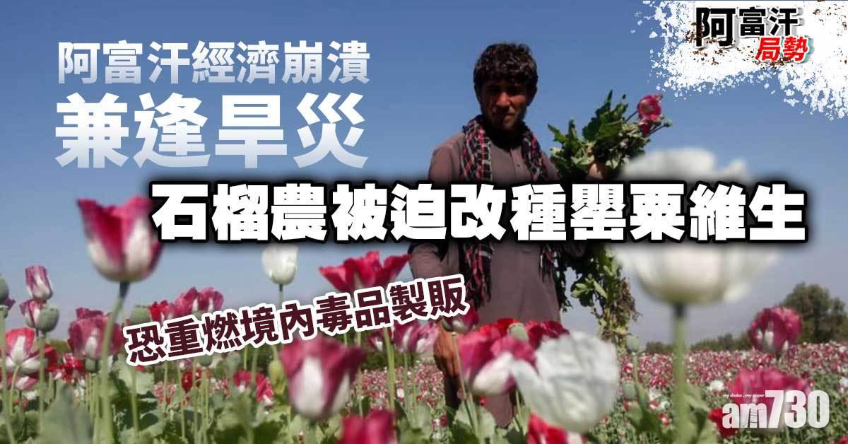 阿富汗局勢｜經濟崩潰兼逢旱災  阿富汗石榴農被迫改種罌粟維生