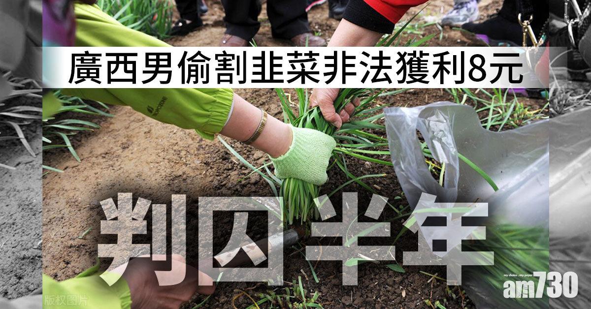廣西男偷割韭菜非法獲利8元 判囚半年