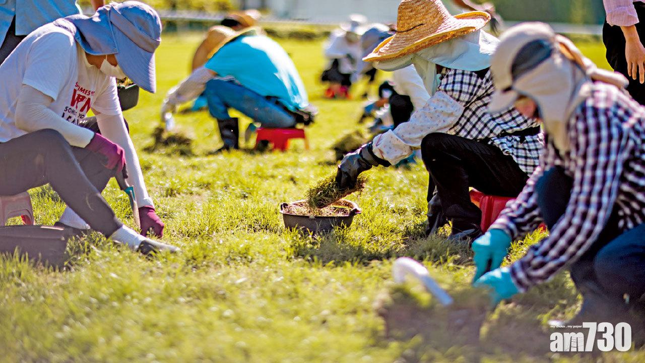 鬧市農夫｜馬場鋪草地 顏色軟硬度要兼顧