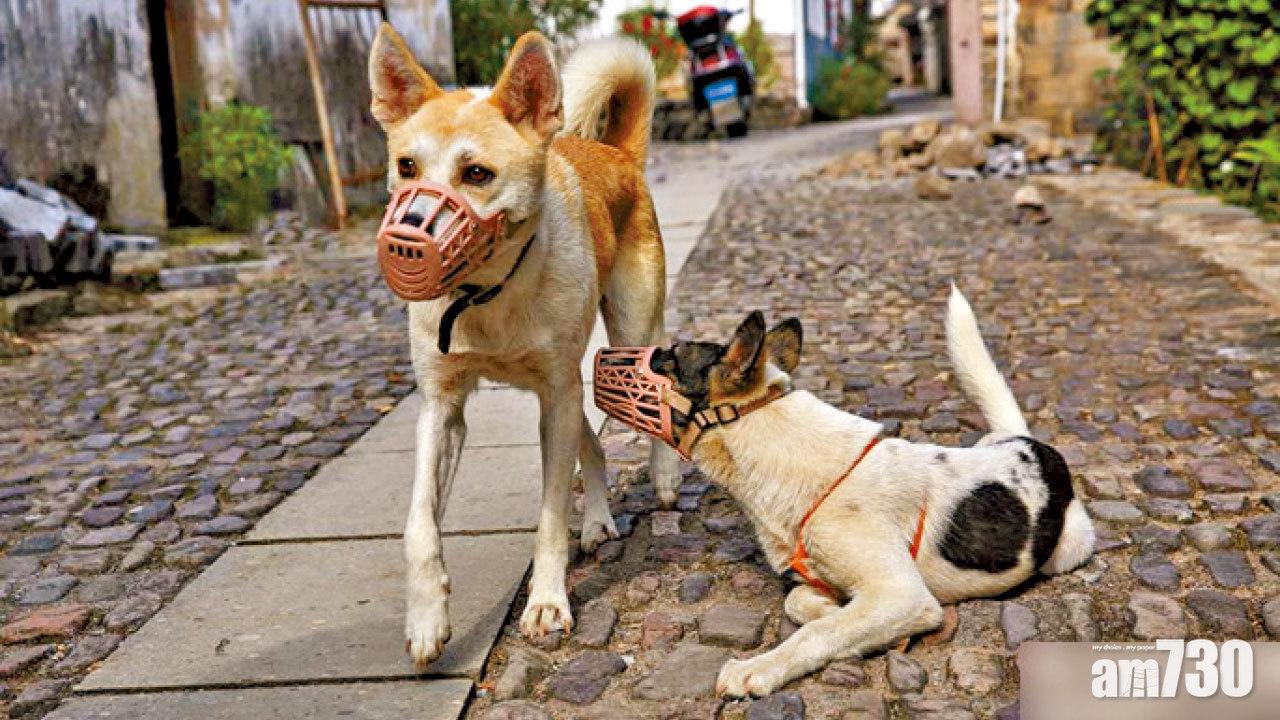 只准半夜放狗 雲南昭通發最嚴限狗令