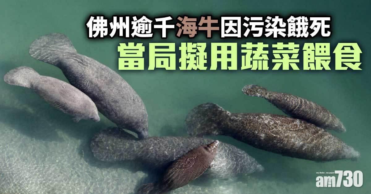 動物保護｜佛州逾千海牛因污染餓死  當局擬用蔬菜餵食