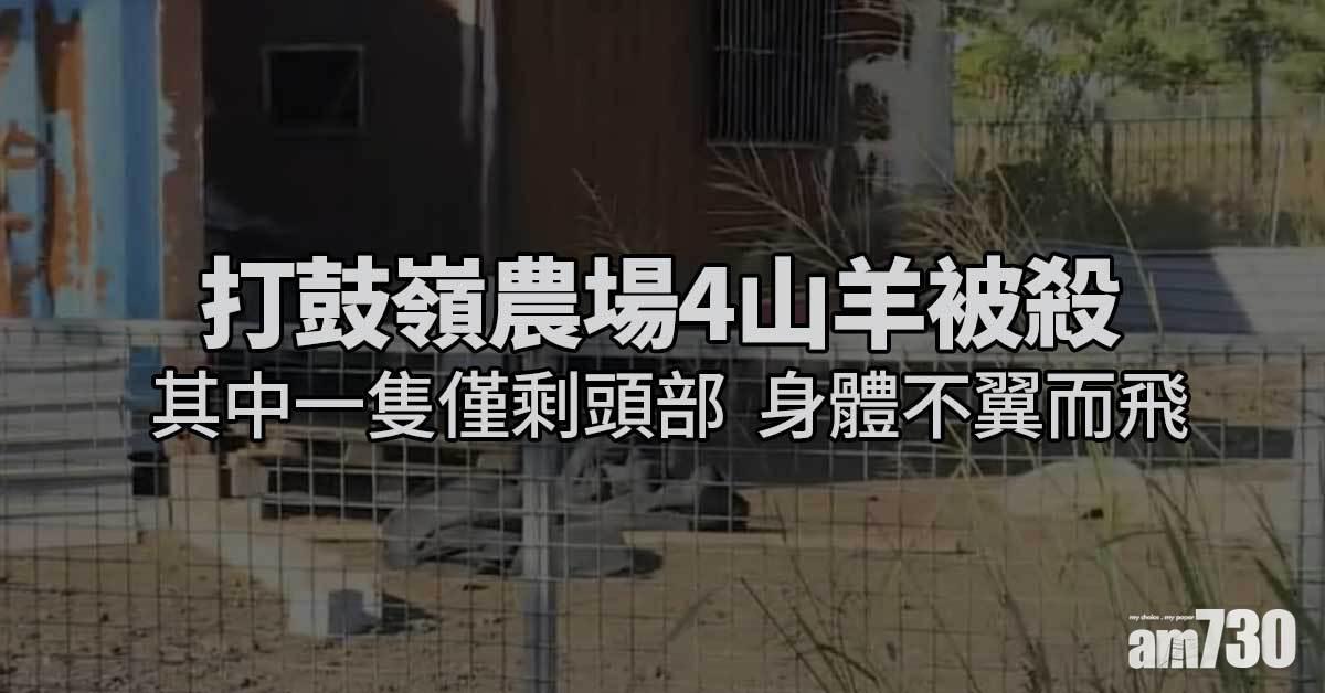 打鼓嶺農場4山羊被殺 其中一隻僅剩頭部