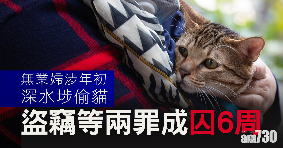 無業婦涉年初深水埗偷貓　盜竊等兩罪成囚6周