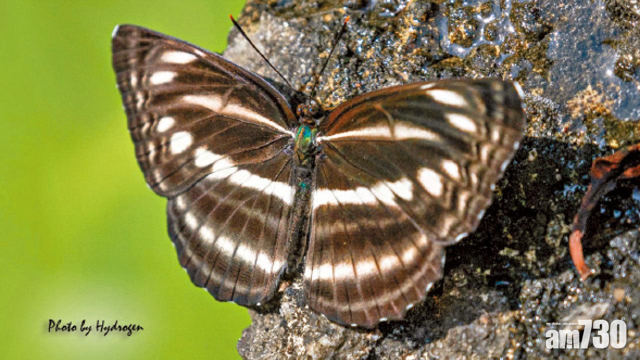 熱帶品種｜發現7種新來港蝴蝶 環團促正視氣溫暖化