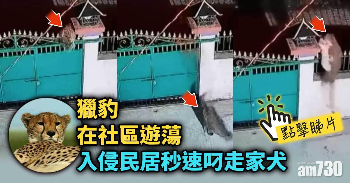 有片｜心驚驚！獵豹入侵民居秒速叼走家犬