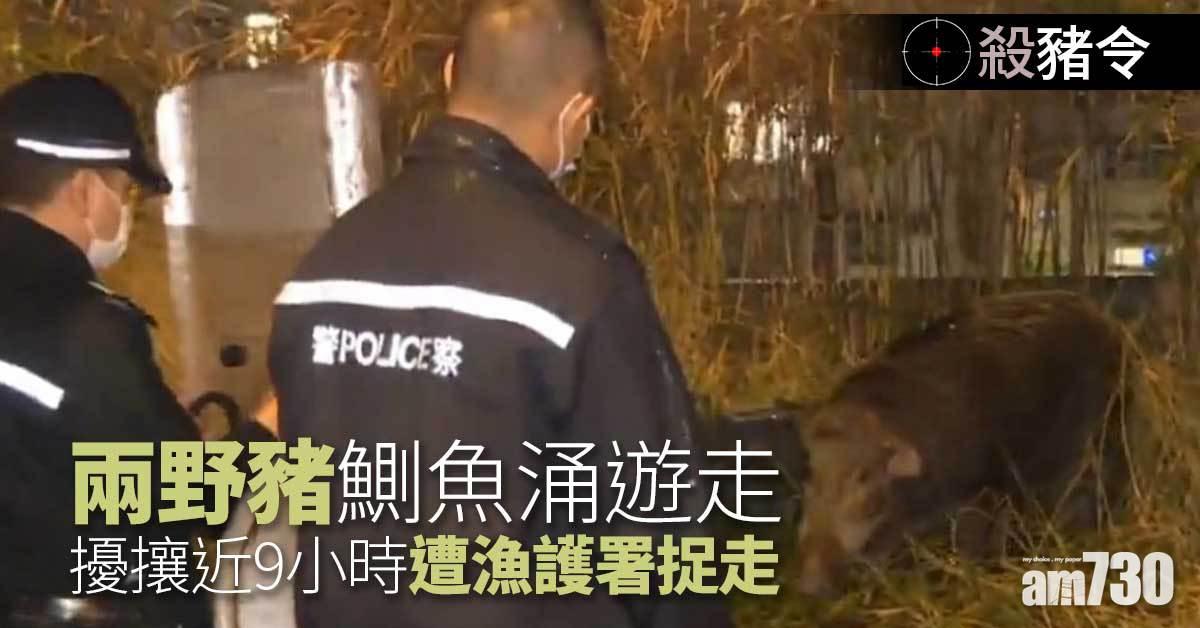 殺豬令｜兩野豬鰂魚涌遊走　擾攘近9小時遭漁護署捉走