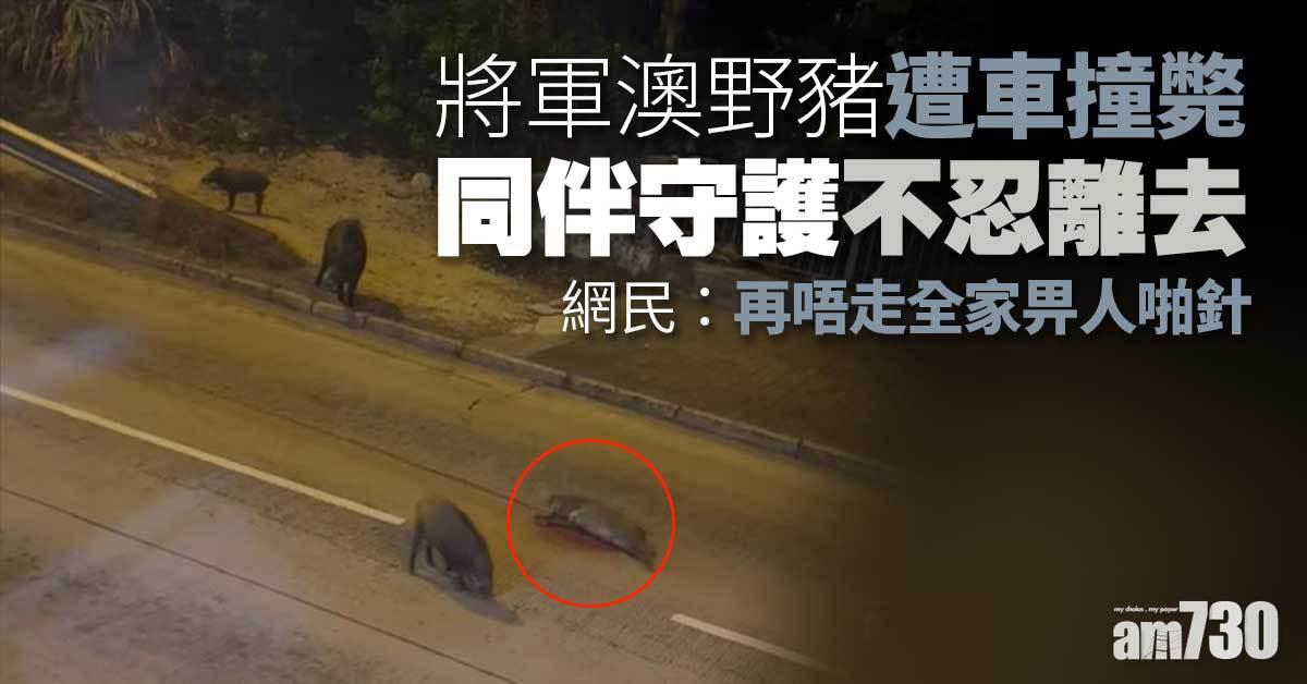 將軍澳野豬遭車撞斃　同伴守護不忍離去