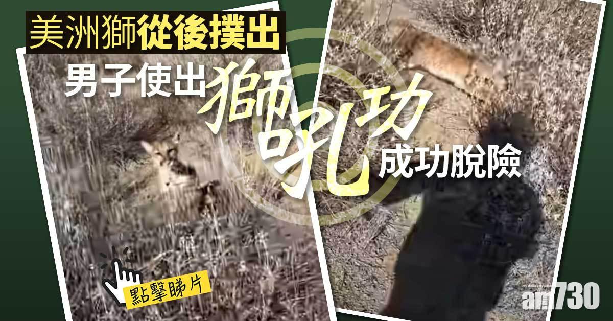 有片｜美洲獅從後撲出  男子使出「獅吼功」成功脫險