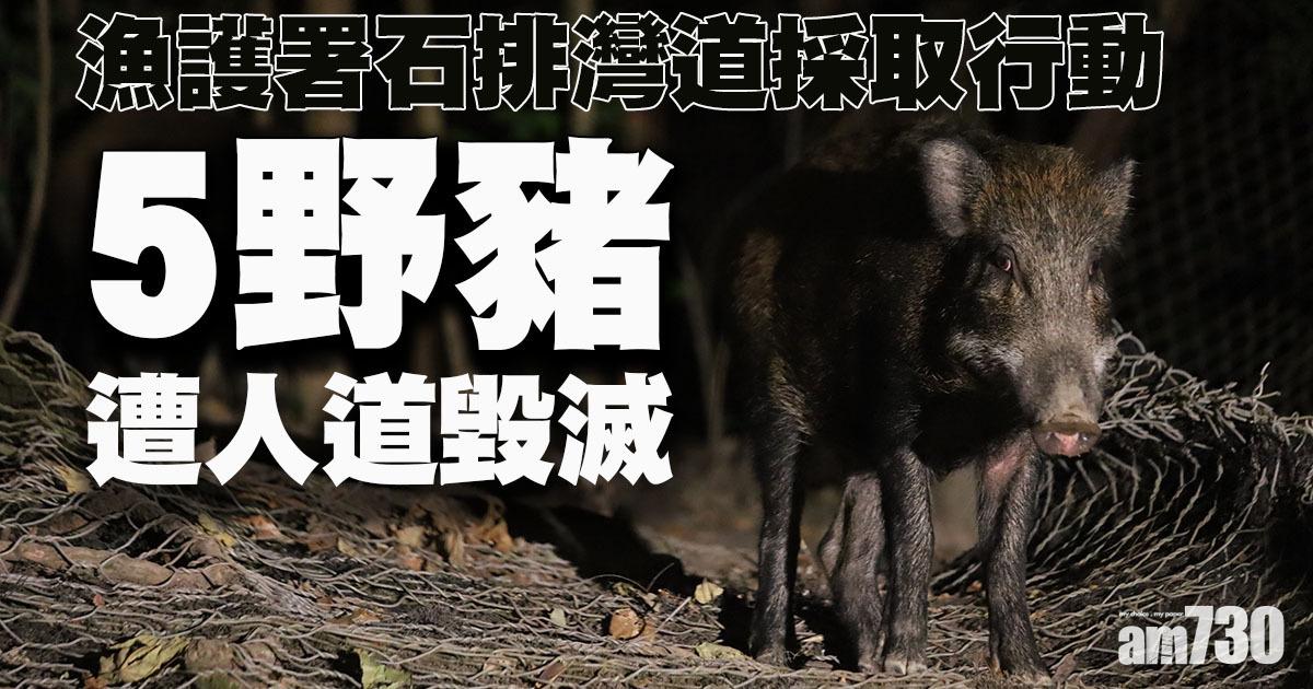 殺豬令｜漁護署今晚在石排灣捉5野豬人道毀滅