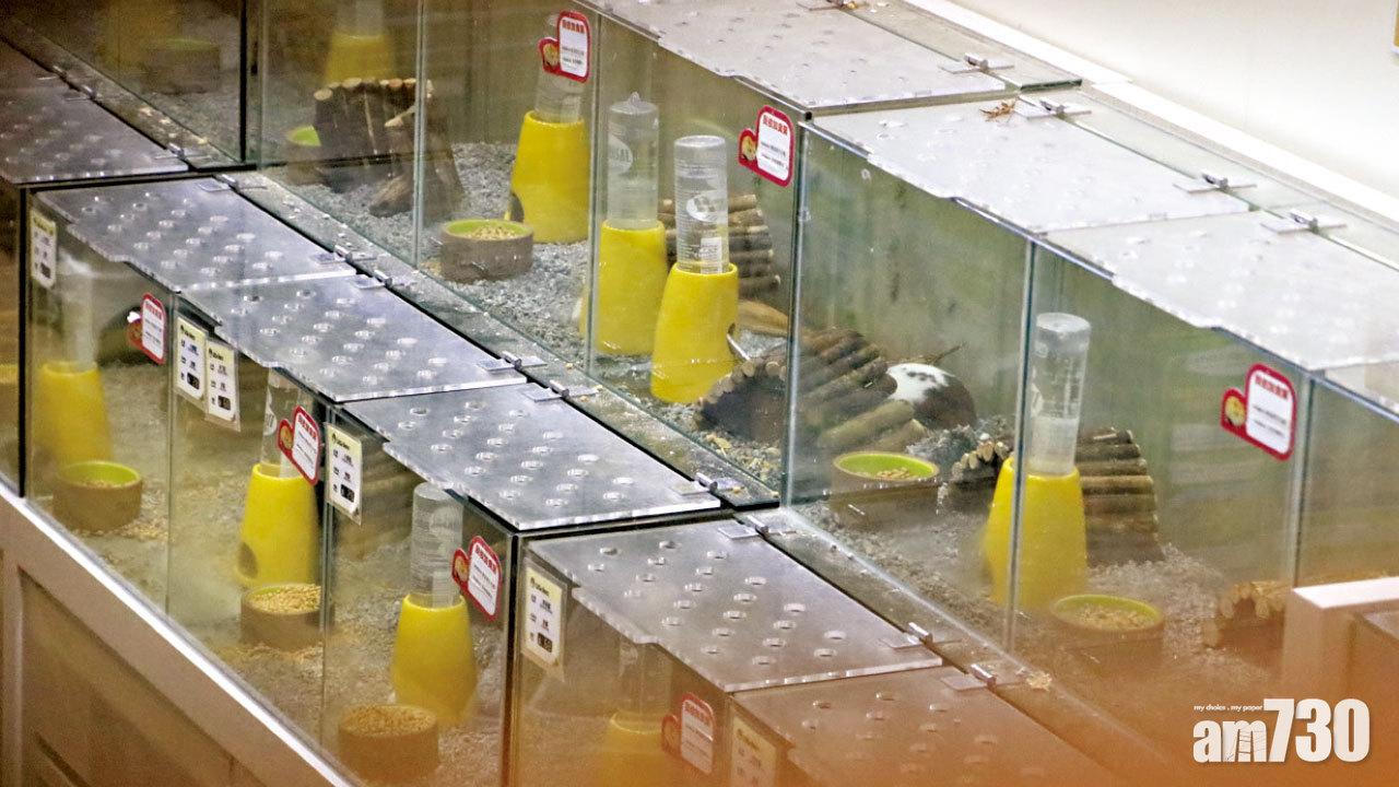 新冠肺炎｜漁護署啟動「殺鼠令」市民反應兩極  團體：恐慌已牽連貓狗