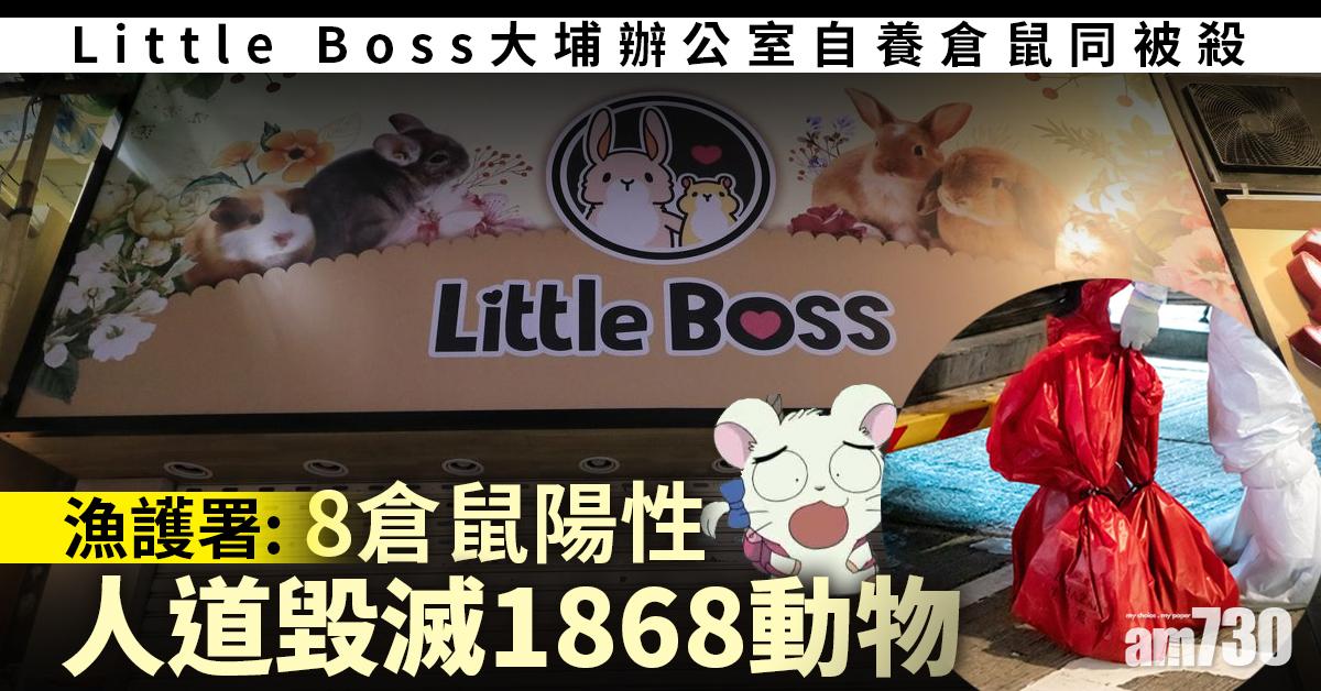 殺鼠令｜Little Boss大埔辦公室自養倉鼠同被殺　前員工：與倉庫不同層零接觸