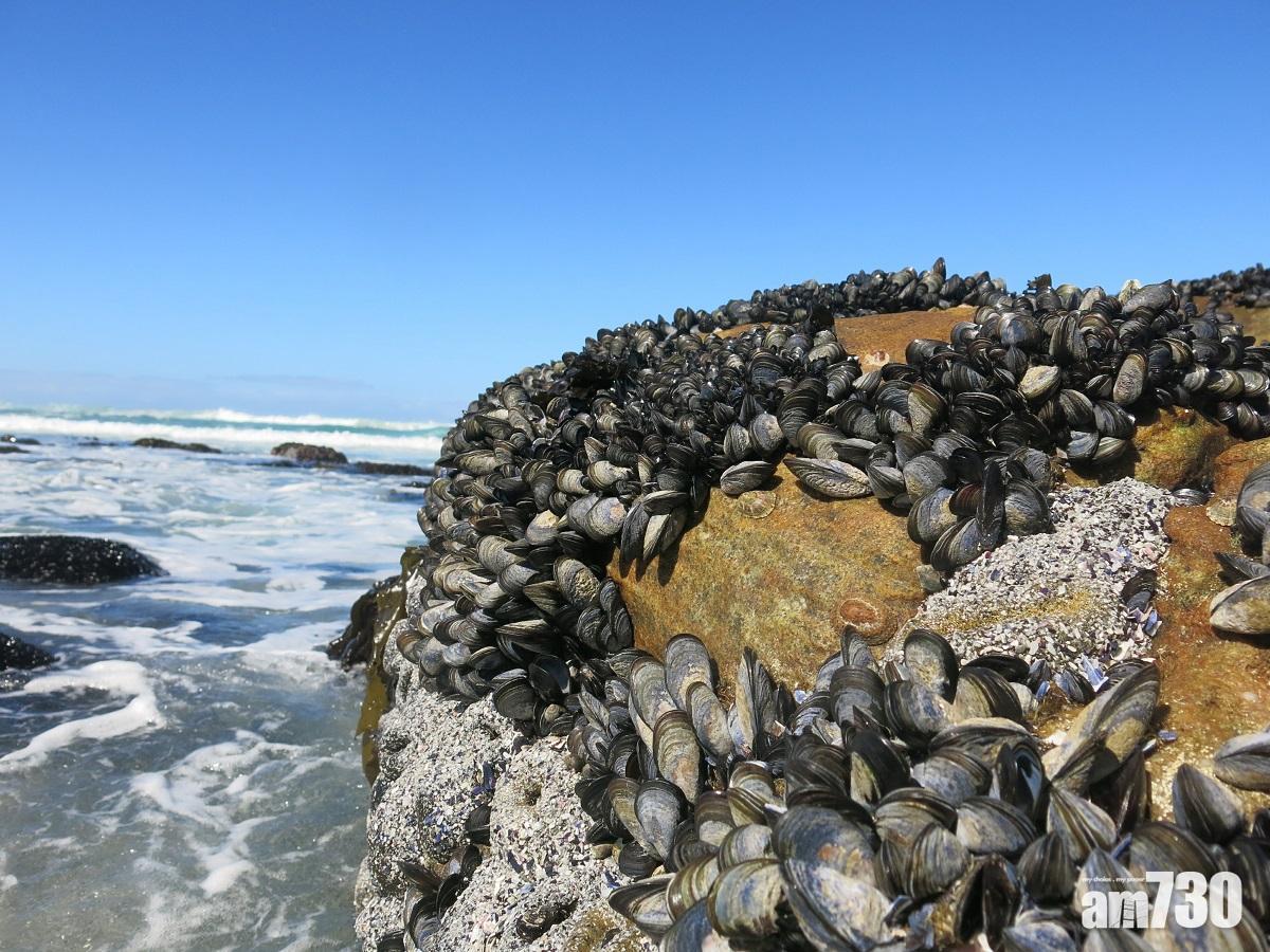 青口提取物 加強補牙效果
