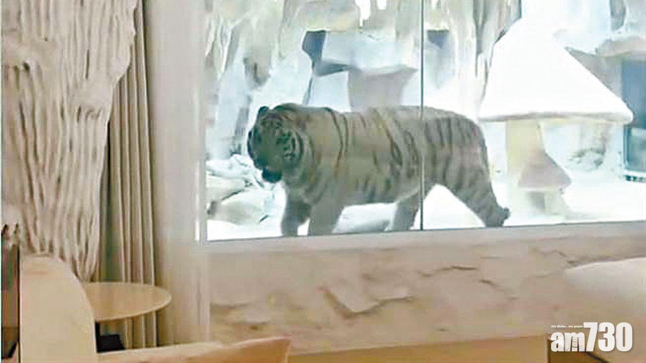 江蘇有動物園酒店設虎景房掀爭議  工作人員：能否開放待政府通知