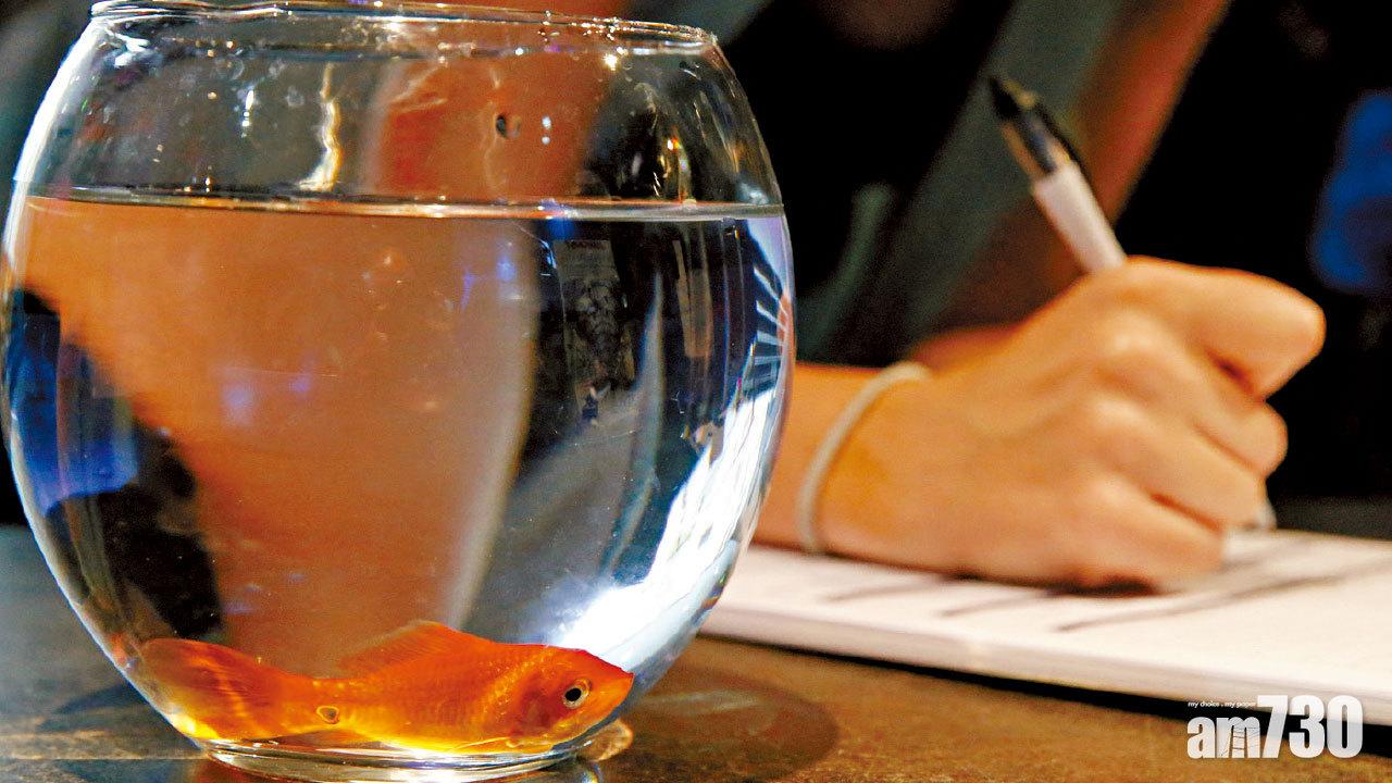 愛護動物｜不斷繞圈游很快死去 圓缸逼瘋金魚法國公司停售