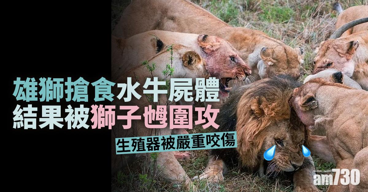 野生動物實錄｜搶食激嬲獅子乸  雄獅慘遭咬傷生殖器