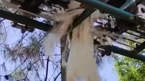 江西白孔雀被遊客瘋狂掹毛　誤入路軌躲避慘被輾死。