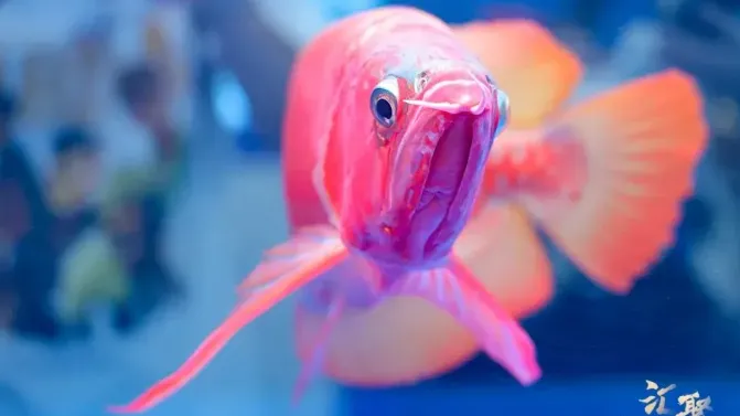 長城杯「水族界奧斯卡」冠軍紅龍通過高難度標準，以108萬元人民幣成交。