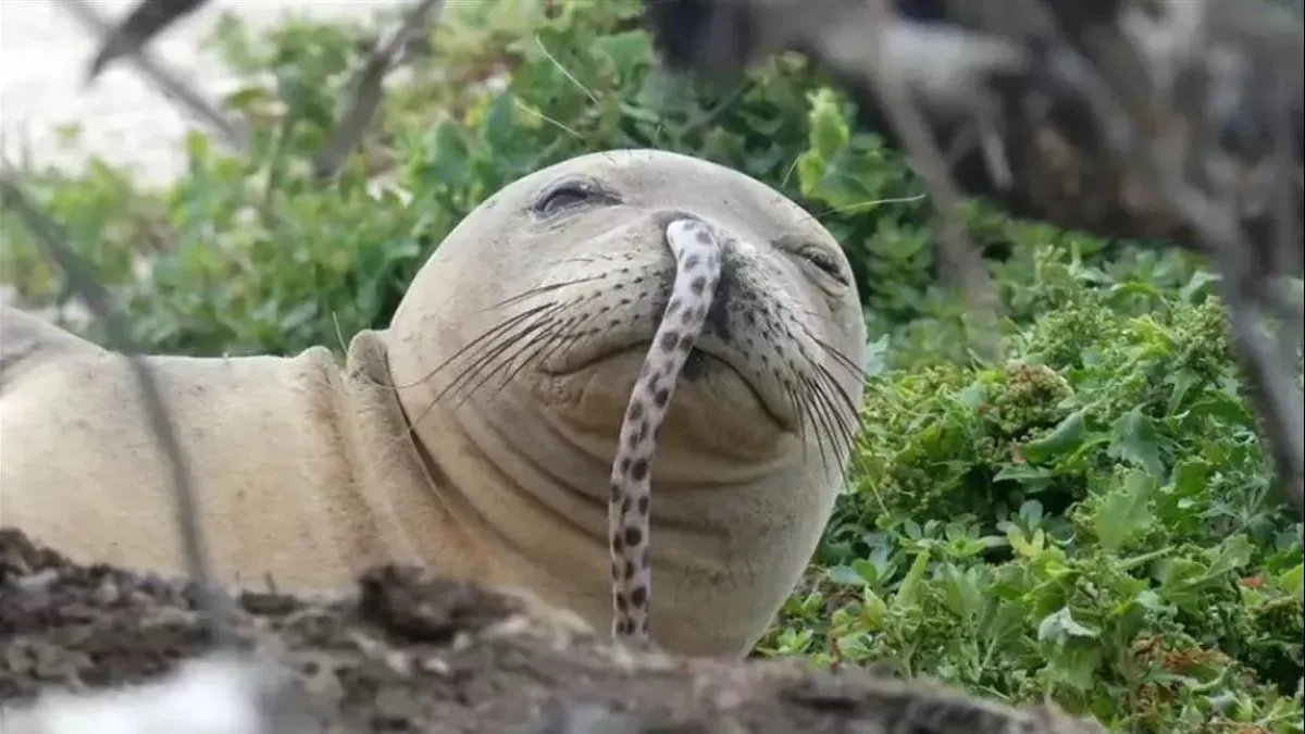 夏威夷僧海豹75cm「鰻魚鼻涕」成潮流！研究人員列3大可能性