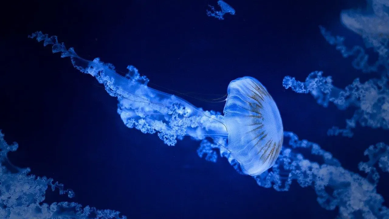 水母雖然「無腦」但唔蠢！科學家發現具備快速學習、短期記憶能力