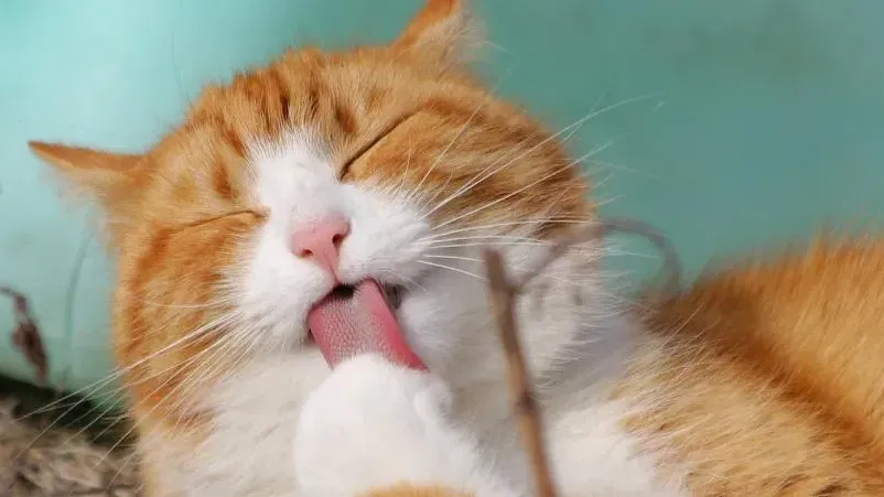 打羽毛球踩到流浪貓仆到十級傷殘　男子告上庭獲賠35萬全網呻不公