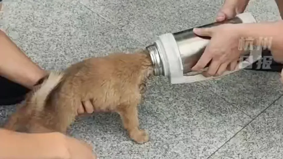 杭州小狗不慎被保溫杯卡住頭　主人求助消防員用「1招」救出