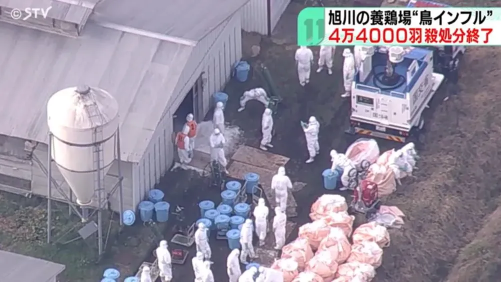 北海道入冬禽流感疫情擴大　動物園嚇關「可愛家禽區」　旭川養雞場撲殺4.4萬隻