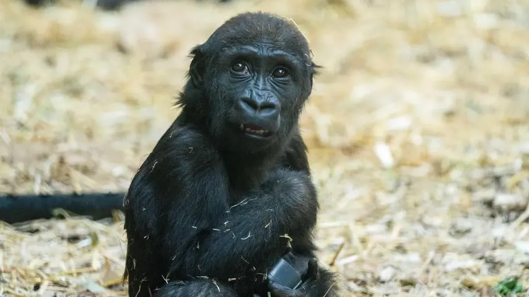 加拿大動物園人為疏忽釀禍　2歲大猩猩被液壓門重擊頭部不幸死亡