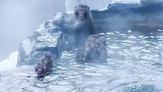 河南雲台山野生獼猴冰雪中爽泡溫泉　內地網民笑：馬騮都咁識嘆