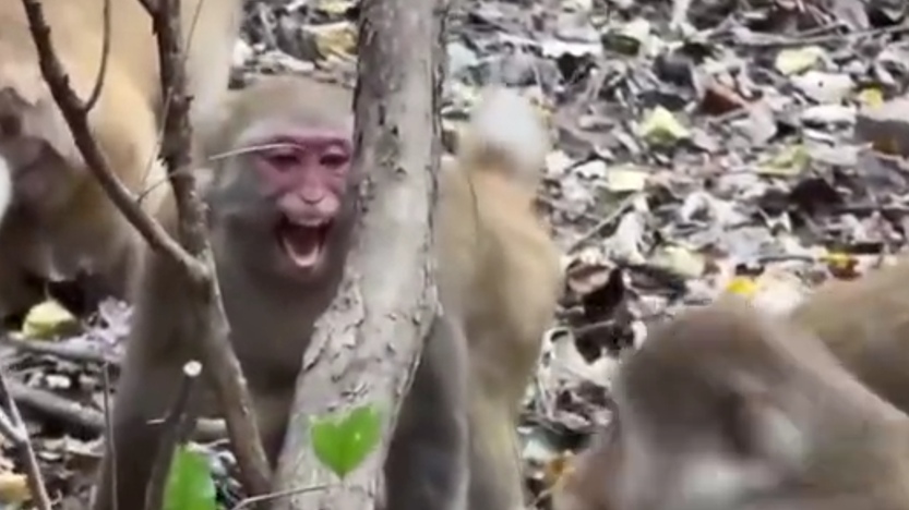 猴王「換屆」上演4年一度全武行　內地網民爆笑：讓太行山再次偉大