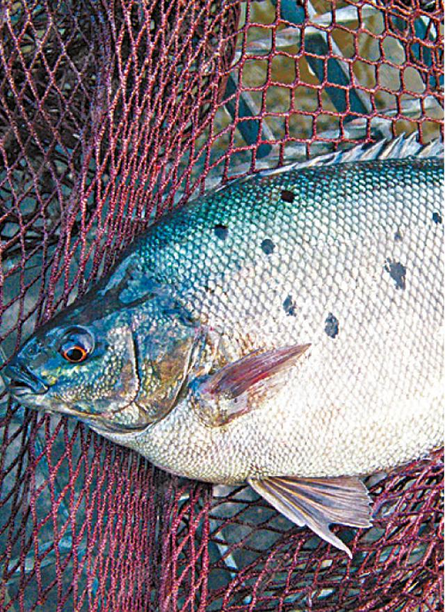 預先包裝冷藏寶石魚樣本檢出獸藥氯霉素。(資料圖片)