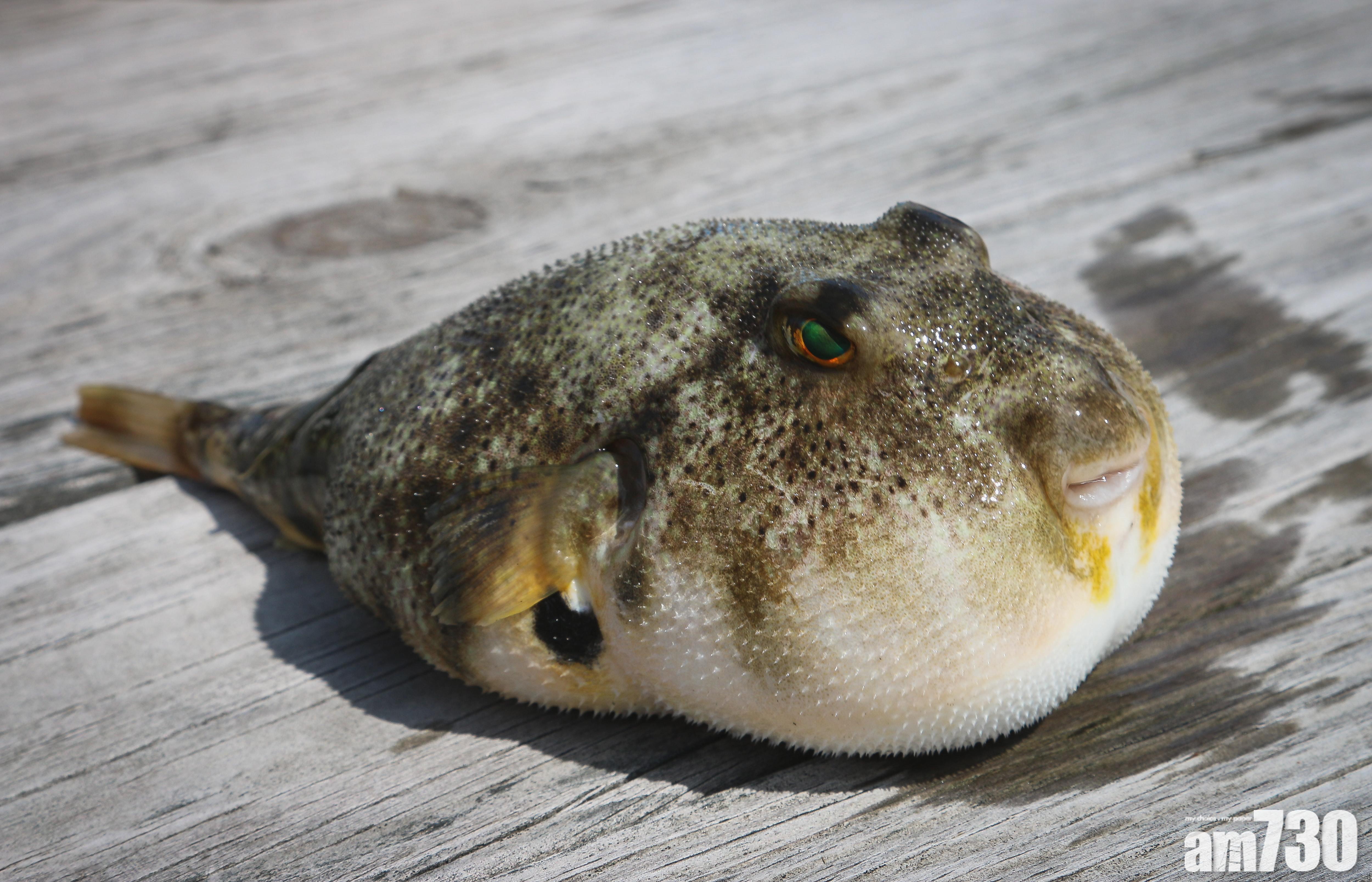 兩女食河豚魚子後中毒，現時情況穩定；圖示並非涉事河豚。(Unsplash網上圖片)