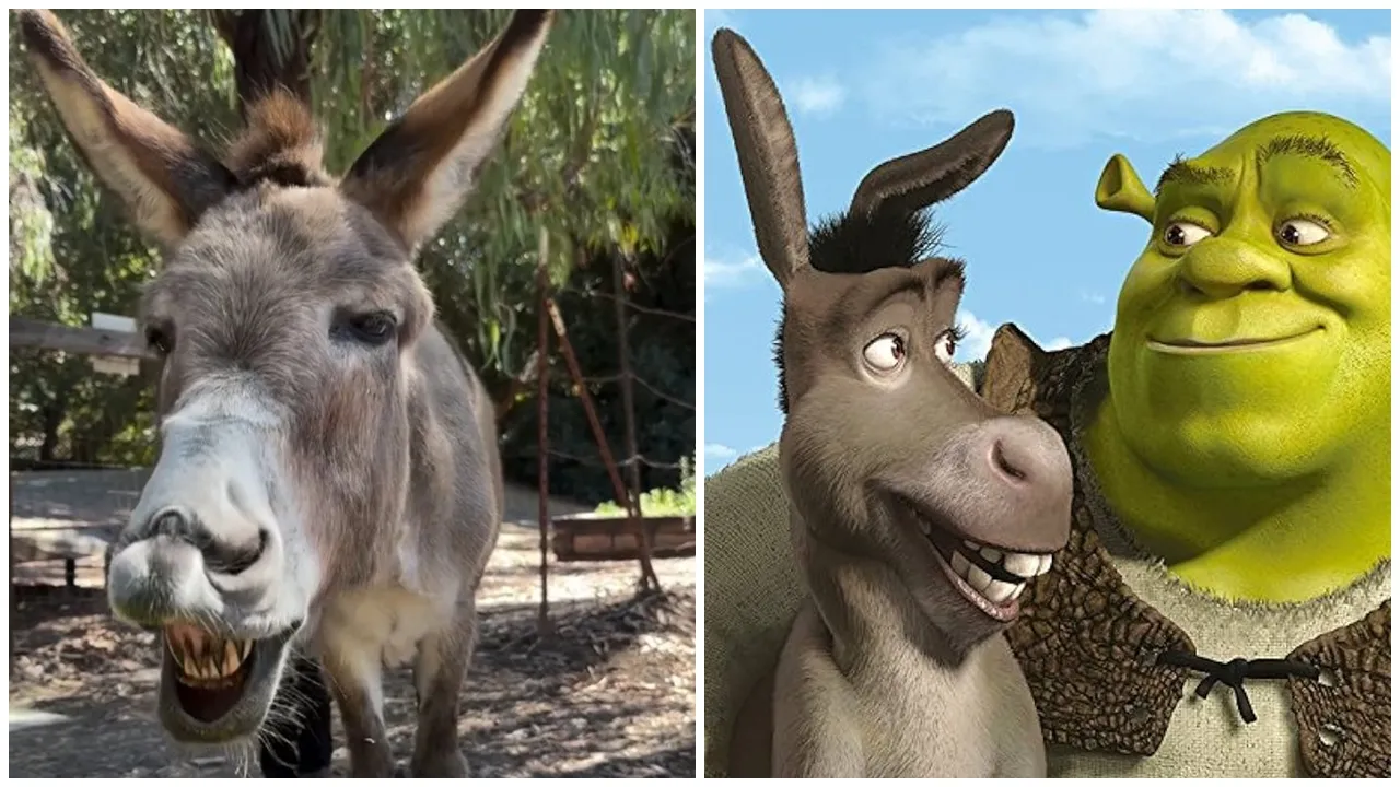 《史力加》驢仔原型離世，加州迷你驢Perry終年30歲。