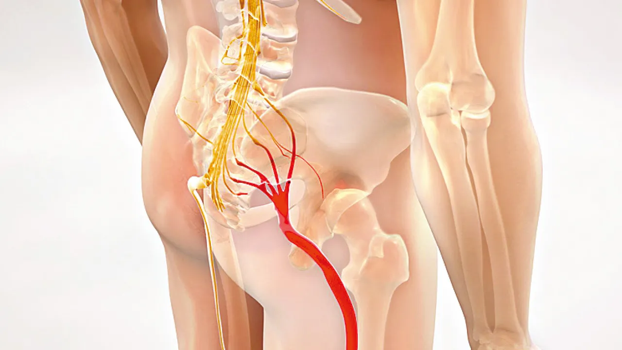 坐骨神經在哪裡？