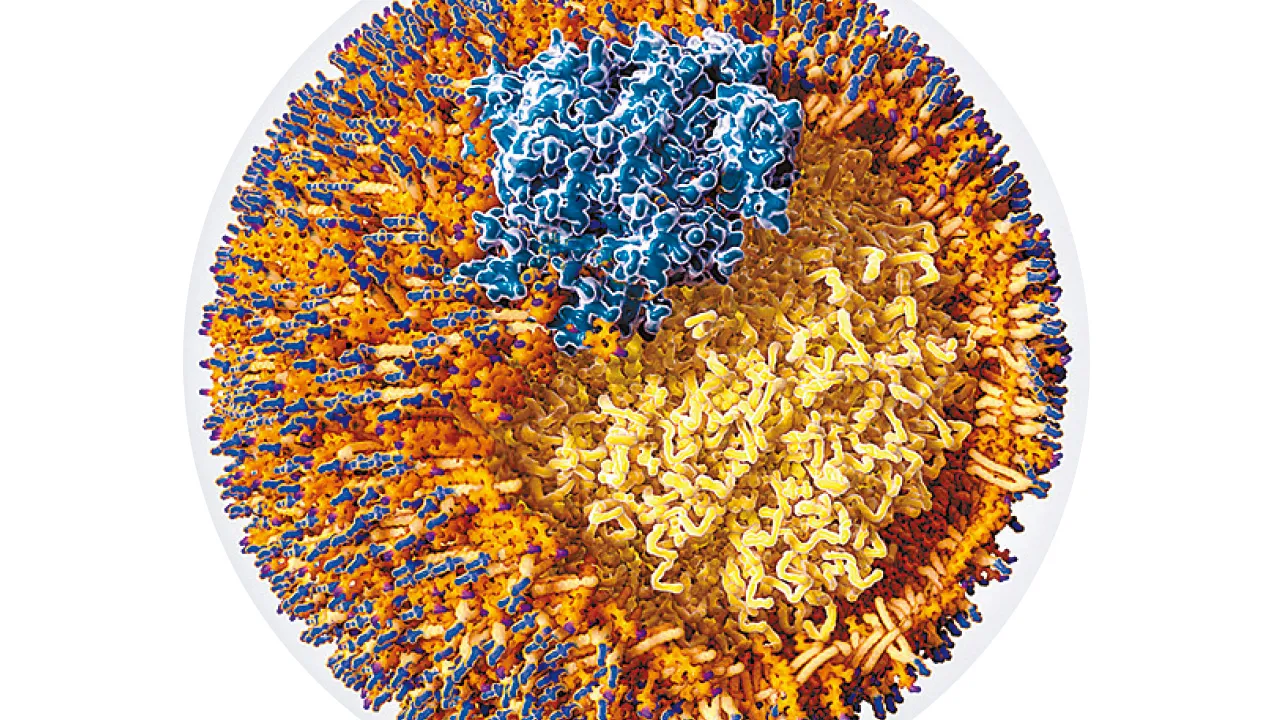 膽固醇之謎：心血管疾病風險還看apoB