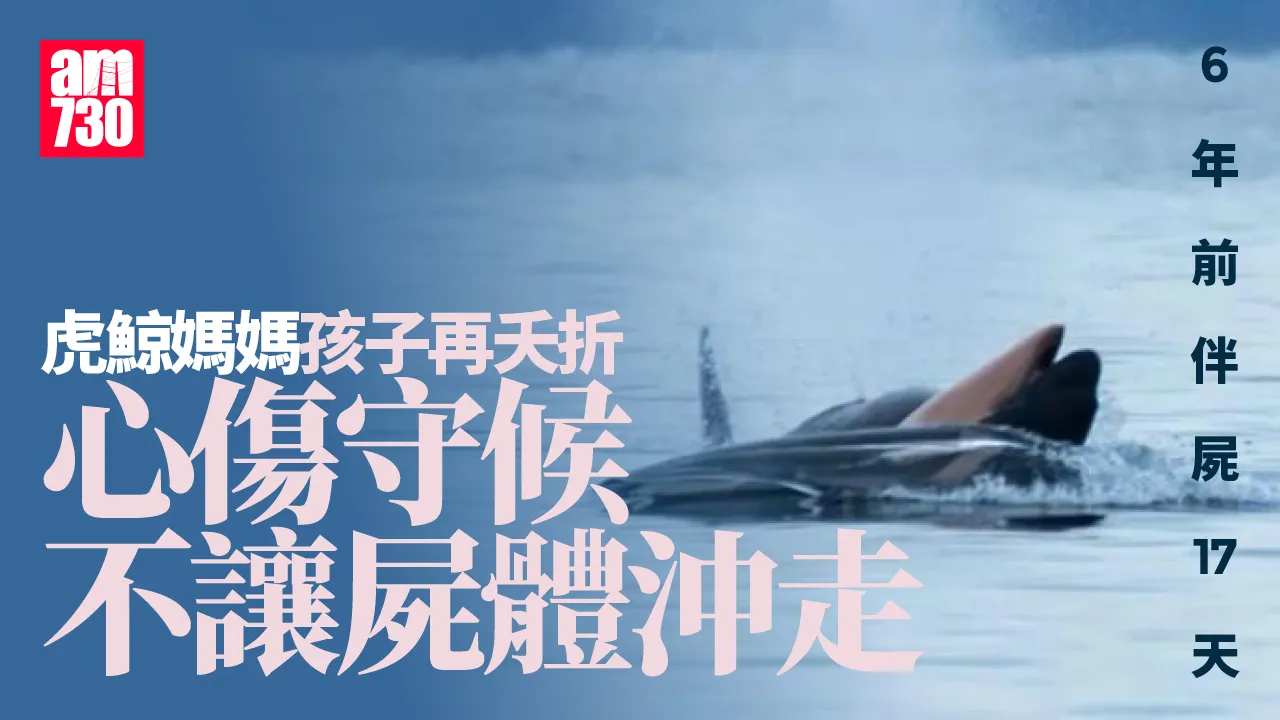 悲傷虎鯨媽媽孩子再夭折　重演6年前心碎伴屍
