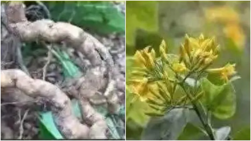 廣東婦買中藥煲湯中毒亡　店主涉誤售斷腸草被捕