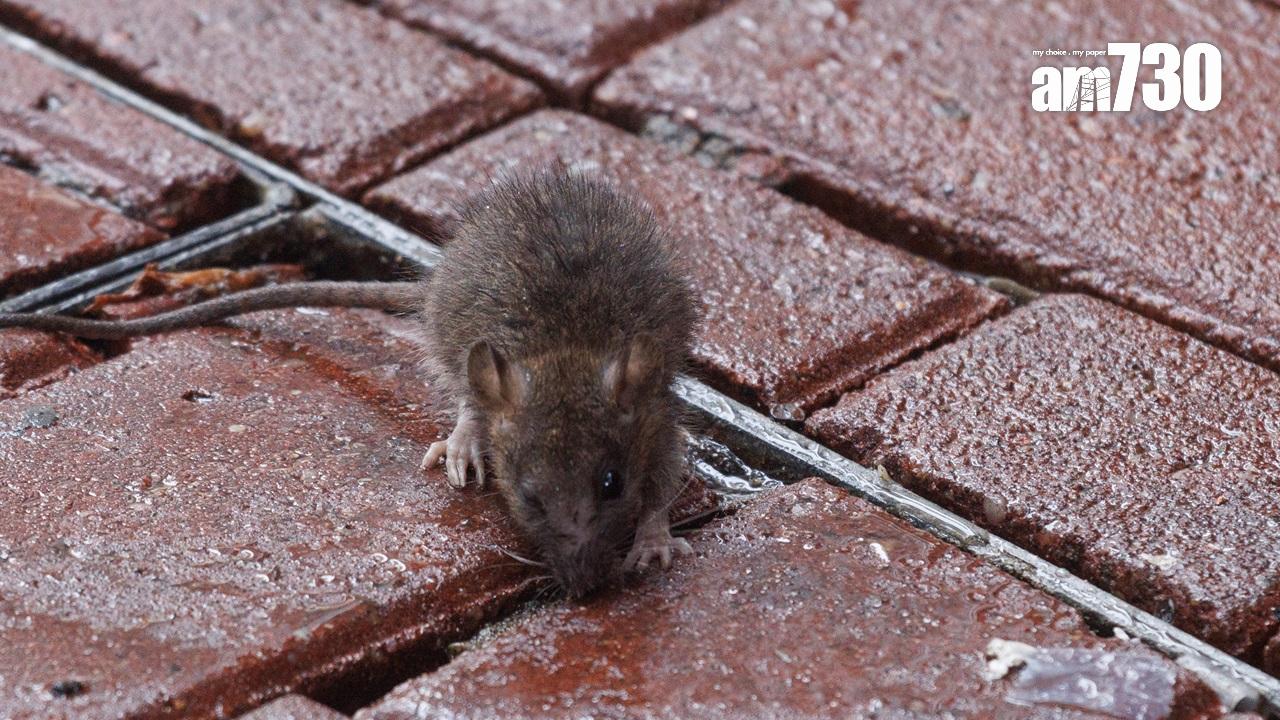  (資料圖片/蘇文傑攝)