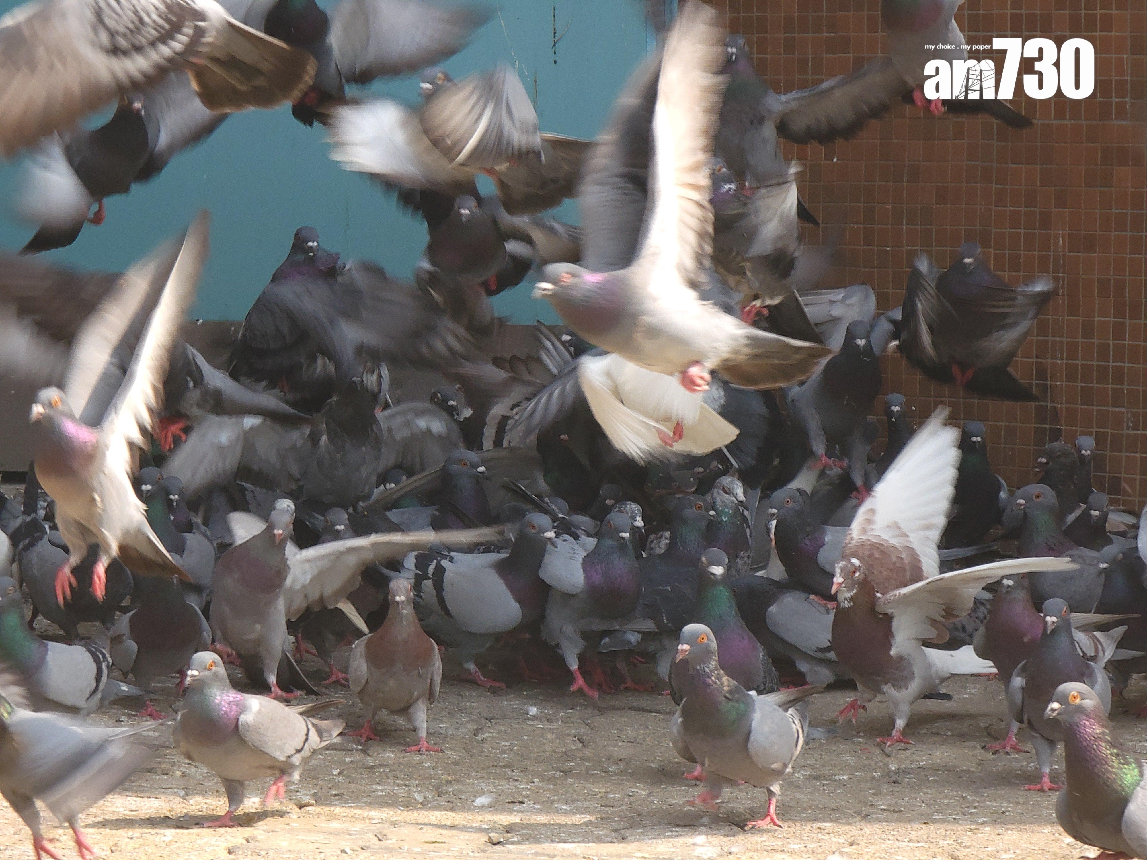 禁止餵飼野生動物的現行規定擴展至野鴿 (資料圖片/鍾式明攝)