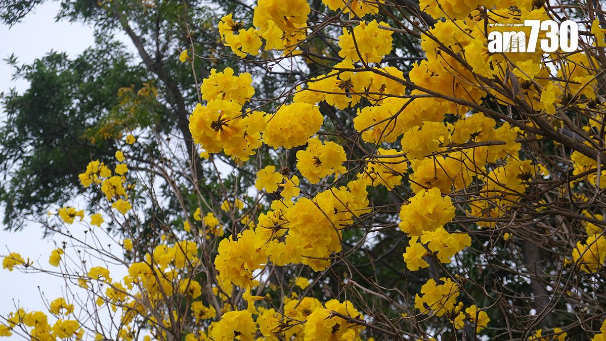 黃花風鈴木花期較短，一般只維持約一至兩星期。(資料圖片／羅庸軒攝)