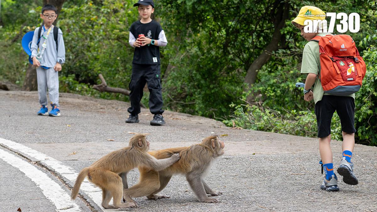 金山郊野公園部分猴子不怕走近人類。(資料圖片)