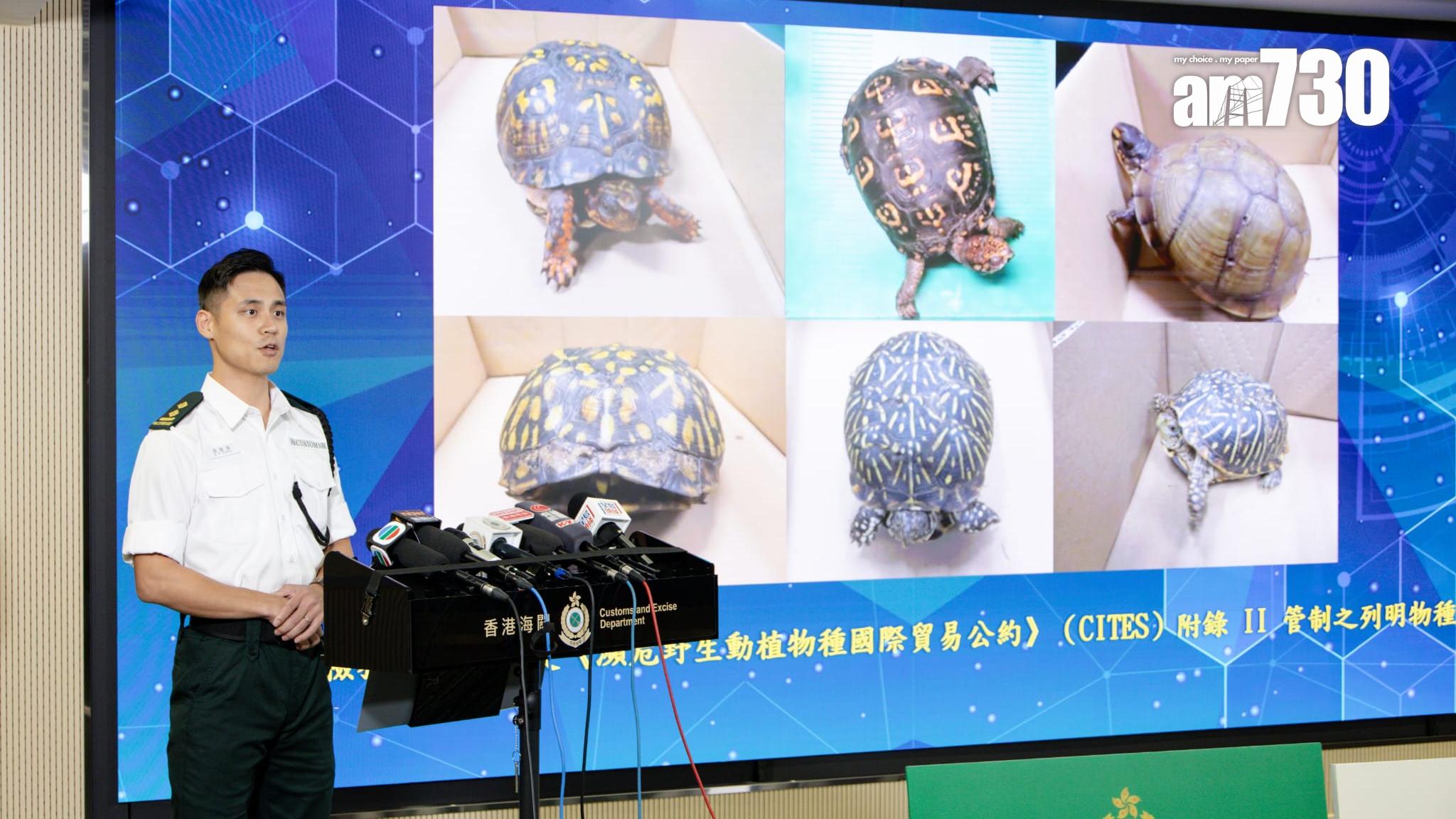 海關機場檢獲逾400隻瀕危龜 在郵包被襪及膠紙包裹