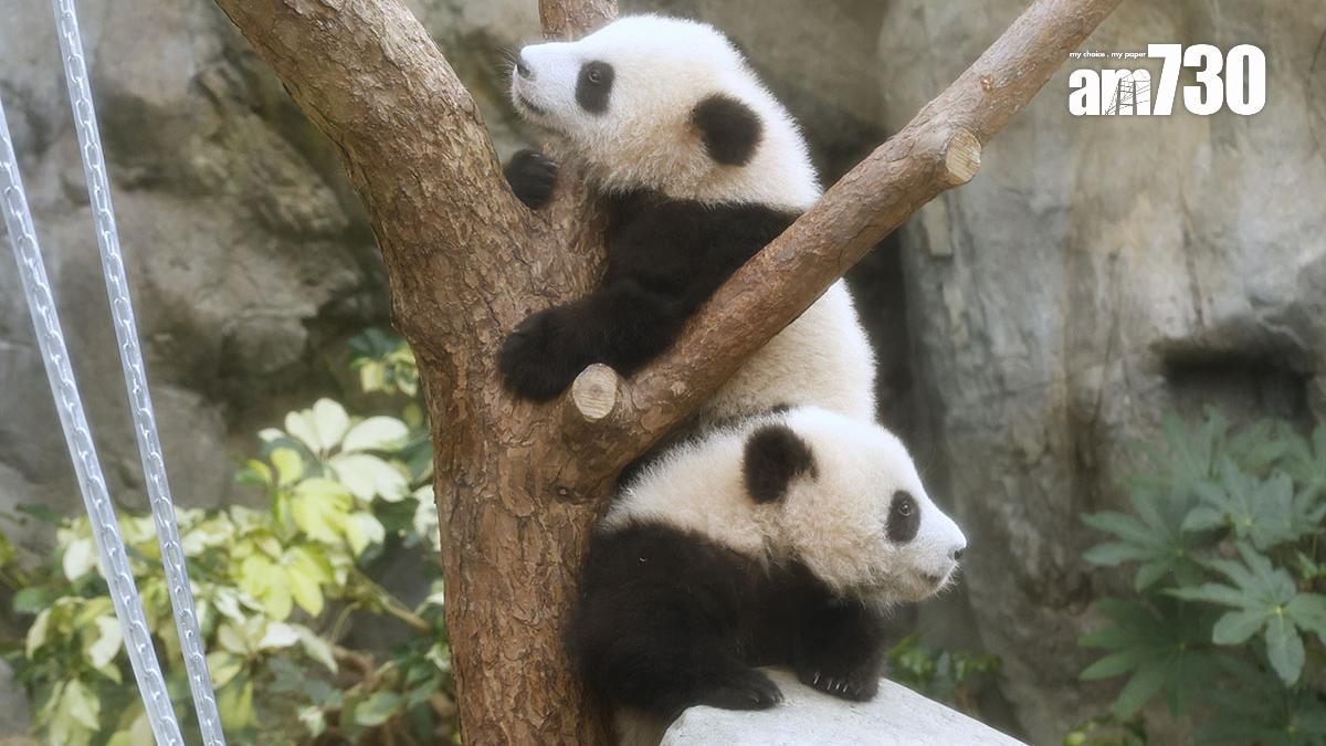 大熊貓加加、得得今年8月一歲生日，預料3歲左右牠們就要分開居住。(資料圖片／林俊源攝)