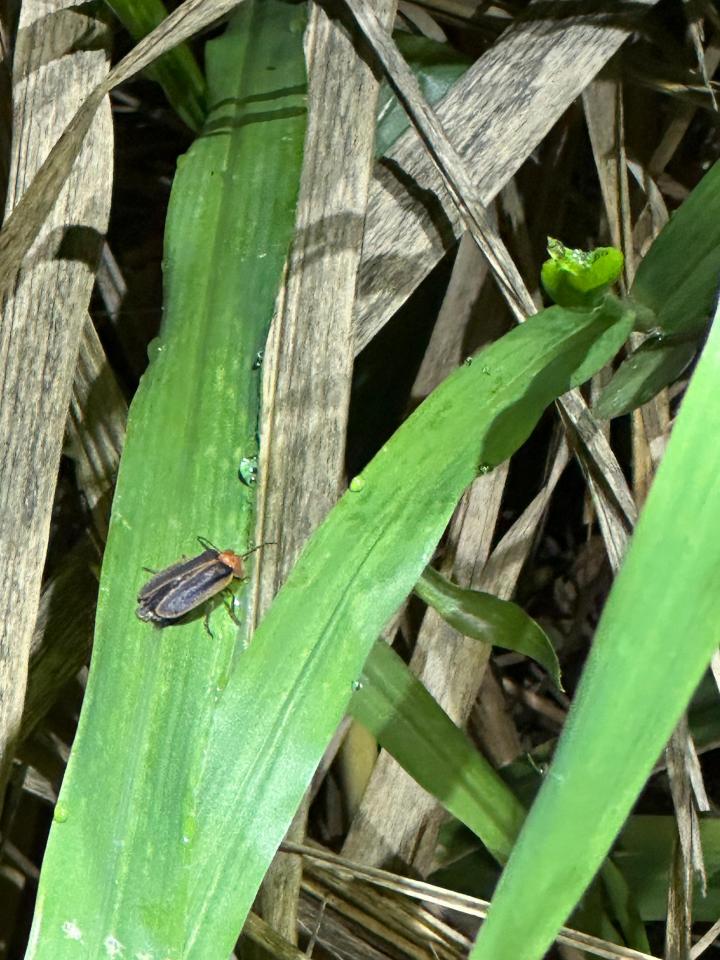 螢之光與綠火焰